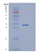 SDS-PAGE analysis of Human IL17RD (Interleukin-17 Receptor D) - Recombinant Protein, showing >90% purity under 15% SDS-PAGE (Reduced)
