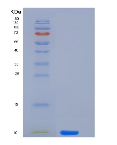 SDS-PAGE analysis of Human CGA (Glycoprotein Hormones Alpha Chain) - Recombinant Protein, showing >95% purity under 15% SDS-PAGE (Reduced)