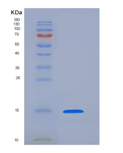 SDS-PAGE analysis of Human PHPT1 (14 Kda Phosphohistidine Phosphatase) - Recombinant Protein, showing >85% purity under 15% SDS-PAGE (Reduced)