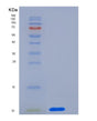 SDS-PAGE analysis of Human CD9 / Tspan-29 - Recombinant Protein, showing >90% purity under 15% SDS-PAGE (Reduced)