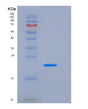 SDS-PAGE analysis of Human TNFRSF4 (Tumor Necrosis Factor Receptor Superfamily Member 4) - Recombinant Protein, showing >90% purity under 15% SDS-PAGE (Reduced)
