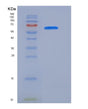 SDS-PAGE analysis of Mouse Pecam1 (Platelet Endothelial Cell Adhesion Molecule) - Recombinant Protein, showing >95% purity under 15% SDS-PAGE (Reduced)