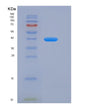 SDS-PAGE analysis of Human LAMP1 (Lysosome-Associated Membrane Glycoprotein 1) - Recombinant Protein, showing >90% purity under 15% SDS-PAGE (Reduced)