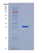 SDS-PAGE analysis of Human GAP43 (Neuromodulin) - Recombinant Protein, showing >90% purity under 15% SDS-PAGE (Reduced)
