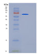 SDS-PAGE analysis of Mouse Ces1d (Carboxylesterase 1D) - Recombinant Protein, showing >90% purity under 15% SDS-PAGE (Reduced)