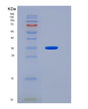 SDS-PAGE analysis of Mouse Nectin2 (Nectin-2) - Recombinant Protein, showing >95% purity under 15% SDS-PAGE (Reduced)