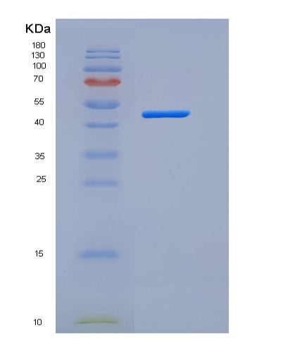 SDS-PAGE analysis of Mouse Agt (Angiotensinogen) - Recombinant Protein, showing >85% purity under 15% SDS-PAGE (Reduced)