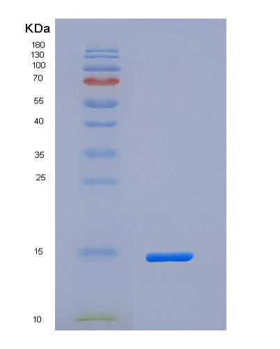 SDS-PAGE analysis of Human SECTM1 (Secreted And Transmembrane Protein 1) - Recombinant Protein, showing >95% purity under 15% SDS-PAGE (Reduced)