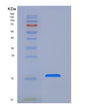 SDS-PAGE analysis of Human FZD4 (Frizzled-4) - Recombinant Protein, showing >95% purity under 15% SDS-PAGE (Reduced)