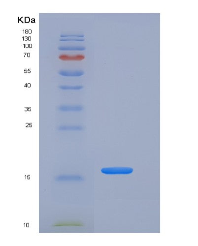 SDS-PAGE analysis of Human REG4 (Regenerating Islet-Derived Protein 4) - Recombinant Protein, showing >85% purity under 15% SDS-PAGE (Reduced)