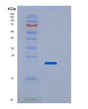 SDS-PAGE analysis of Human CD44 (Cd44 Antigen) - Recombinant Protein, showing >85% purity under 15% SDS-PAGE (Reduced)
