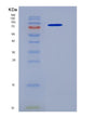 SDS-PAGE analysis of Mouse Pitrm1 (Presequence Protease, Mitochondrial) - Recombinant Protein, showing >90% purity under 15% SDS-PAGE (Reduced)