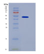 SDS-PAGE analysis of Human CD44 (Cd44 Antigen) - Recombinant Protein, showing >85% purity under 15% SDS-PAGE (Reduced)