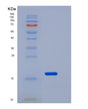 SDS-PAGE analysis of Human FZD10 (Frizzled-10) - Recombinant Protein, showing >85% purity under 15% SDS-PAGE (Reduced)
