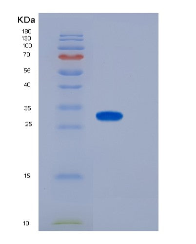 SDS-PAGE analysis of Mouse CD155 / PVR - Recombinant Protein, showing >90% purity under 15% SDS-PAGE (Reduced)