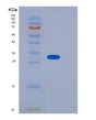 SDS-PAGE analysis of Mouse CD155 / PVR - Recombinant Protein, showing >90% purity under 15% SDS-PAGE (Reduced)