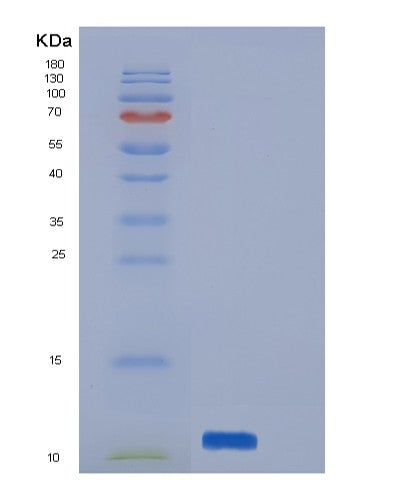 SDS-PAGE analysis of Human PI3 (Elafin) - Recombinant Protein, showing >95% purity under 15% SDS-PAGE (Reduced)