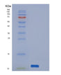 SDS-PAGE analysis of Human PI3 (Elafin) - Recombinant Protein, showing >95% purity under 15% SDS-PAGE (Reduced)