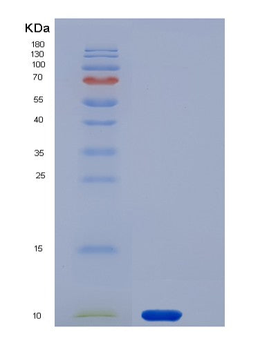 SDS-PAGE analysis of Human GYPA (Glycophorin-A) - Recombinant Protein, showing >90% purity under 15% SDS-PAGE (Reduced)