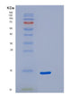 SDS-PAGE analysis of Human S100A5 (Protein S100-A5) - Recombinant Protein, showing >90% purity under 15% SDS-PAGE (Reduced)