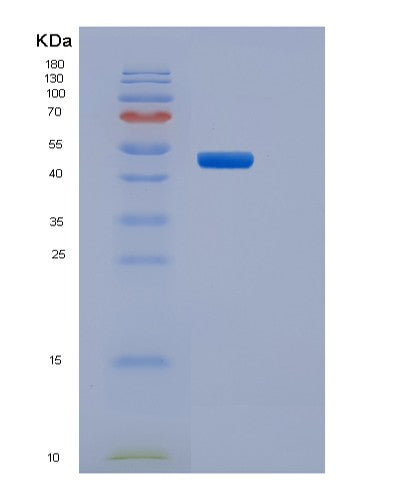 SDS-PAGE analysis of Mouse Pilrb (Paired Immunoglobulin-Like Type 2 Receptor Beta) - Recombinant Protein, showing >85% purity under 15% SDS-PAGE (Reduced)