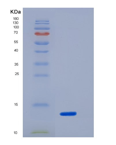 SDS-PAGE analysis of Mouse Pdpn (Podoplanin) - Recombinant Protein, showing >90% purity under 15% SDS-PAGE (Reduced)