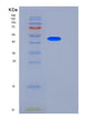 SDS-PAGE analysis of Mouse Cpb2 (Carboxypeptidase B2) - Recombinant Protein, showing >85% purity under 15% SDS-PAGE (Reduced)