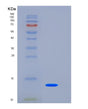 SDS-PAGE analysis of Human TSPAN8 (Tetraspanin-8) - Recombinant Protein, showing >95% purity under 15% SDS-PAGE (Reduced)