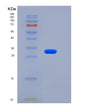SDS-PAGE analysis of Human LSAMP (Limbic System-Associated Membrane Protein) - Recombinant Protein, showing >90% purity under 15% SDS-PAGE (Reduced)