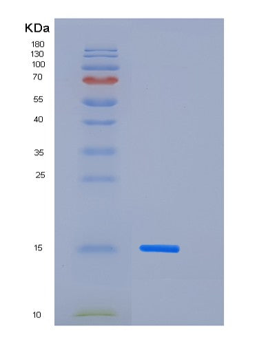 SDS-PAGE analysis of Mouse Cst3 (Cystatin-C) - Recombinant Protein, showing >85% purity under 15% SDS-PAGE (Reduced)