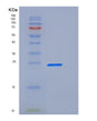 SDS-PAGE analysis of Mouse Fcgr2 (Low Affinity Immunoglobulin Gamma Fc Region Receptor Ii) - Recombinant Protein, showing >90% purity under 15% SDS-PAGE (Reduced)