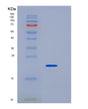 SDS-PAGE analysis of Mouse Fcgr2 (Low Affinity Immunoglobulin Gamma Fc Region Receptor Ii) - Recombinant Protein, showing >90% purity under 15% SDS-PAGE (Reduced)