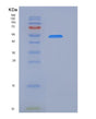 SDS-PAGE analysis of Mouse Vnn1 (Pantetheinase) - Recombinant Protein, showing >85% purity under 15% SDS-PAGE (Reduced)