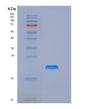 SDS-PAGE analysis of Human CD74 (Hla Class Ii Histocompatibility Antigen Gamma Chain) - Recombinant Protein, showing >90% purity under 15% SDS-PAGE (Reduced)