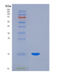 SDS-PAGE analysis of Human TTR (Transthyretin) - Recombinant Protein, showing >90% purity under 15% SDS-PAGE (Reduced)