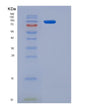 SDS-PAGE analysis of Human INSR (Insulin Receptor) - Recombinant Protein, showing >95% purity under 15% SDS-PAGE (Reduced)