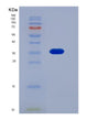 SDS-PAGE analysis of Mouse Il13ra1 (Interleukin-13 Receptor Subunit Alpha-1) - Recombinant Protein, showing >90% purity under 15% SDS-PAGE (Reduced)