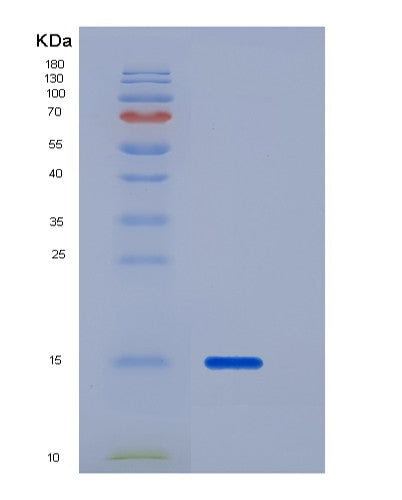 SDS-PAGE analysis of Mouse Cstb (Cystatin-B) - Recombinant Protein, showing >95% purity under 15% SDS-PAGE (Reduced)
