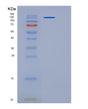 SDS-PAGE analysis of Human PAPPA2 (Pappalysin-2) - Recombinant Protein, showing >95% purity under 15% SDS-PAGE (Reduced)
