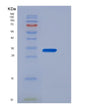 SDS-PAGE analysis of Mouse Fcgr1 (High Affinity Immunoglobulin Gamma Fc Receptor I) - Recombinant Protein, showing >85% purity under 15% SDS-PAGE (Reduced)