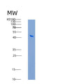 SDS-PAGE analysis of Mouse Scarb2 (Lysosome Membrane Protein 2) - Recombinant Protein, showing >90% purity under 15% SDS-PAGE (Reduced)