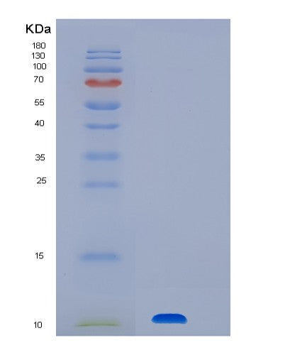 SDS-PAGE analysis of Human CLPS (Colipase) - Recombinant Protein, showing >90% purity under 15% SDS-PAGE (Reduced)