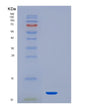 SDS-PAGE analysis of Human SUMO1 (Small Ubiquitin-Related Modifier 1) - Recombinant Protein, showing >95% purity under 15% SDS-PAGE (Reduced)