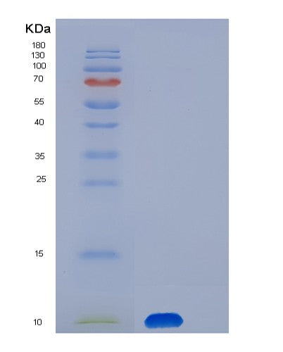 SDS-PAGE analysis of Human S100A13 (Protein S100-A13) - Recombinant Protein, showing >85% purity under 15% SDS-PAGE (Reduced)