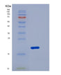 SDS-PAGE analysis of Mouse Cd27 (Cd27 Antigen) - Recombinant Protein, showing >95% purity under 15% SDS-PAGE (Reduced)
