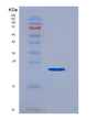 SDS-PAGE analysis of Mouse Fcgr3 (Low Affinity Immunoglobulin Gamma Fc Region Receptor Iii) - Recombinant Protein, showing >90% purity under 15% SDS-PAGE (Reduced)