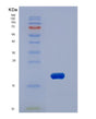 SDS-PAGE analysis of Human PIN1 (Peptidyl-Prolyl Cis-Trans Isomerase Nima-Interacting 1) - Recombinant Protein, showing >90% purity under 15% SDS-PAGE (Reduced)