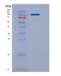 SDS-PAGE analysis of Mouse Cd22 (B-Cell Receptor Cd22) - Recombinant Protein, showing >90% purity under 15% SDS-PAGE (Reduced)