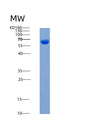 SDS-PAGE analysis of Human CSNK2A2 (Casein Kinase Ii Subunit Alpha') - Recombinant Protein, showing >90% purity under 15% SDS-PAGE (Reduced)