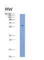 SDS-PAGE analysis of Mouse Akt3 (Rac-Gamma Serine/Threonine-Protein Kinase) - Recombinant Protein, showing >90% purity under 15% SDS-PAGE (Reduced)